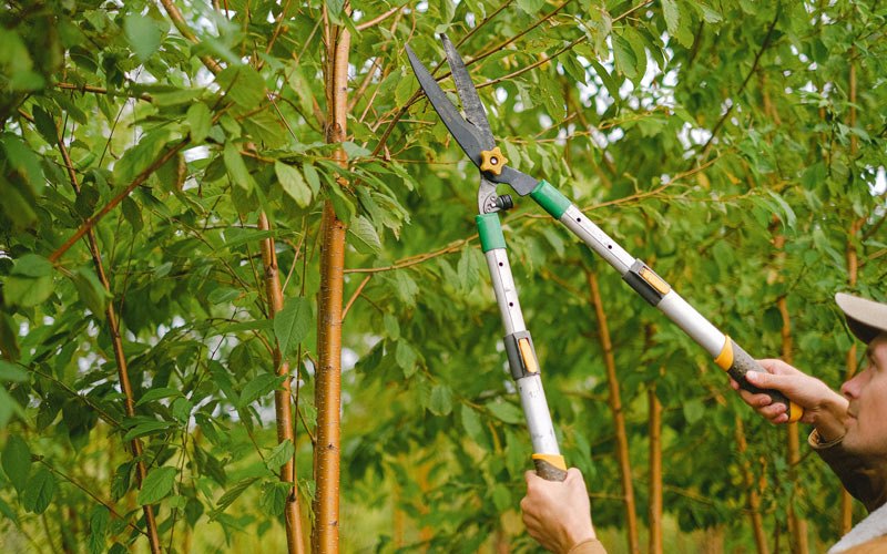 Tree trimming in Wolbach, NE